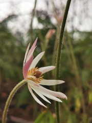 Knowltonia tenuifolia