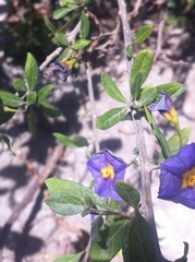 Lycianthes lycioides