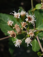 Ageratina havanensis
