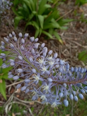 Merwilla plumbea