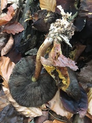 Hypholoma lateritium