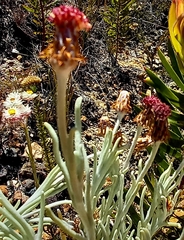 Syncarpha gnaphaloides