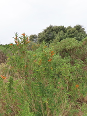 Leonotis leonurus