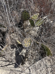Opuntia littoralis