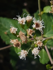Ageratina havanensis