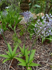 Merwilla plumbea