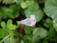 Bonnaya ruelloides
