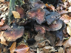 Hypholoma lateritium