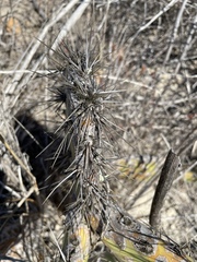 Opuntia littoralis