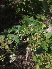 Ageratina havanensis