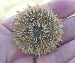 Euechinoidea
