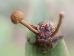 Ophiocordyceps dipterigena
