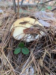 Hygrophorus flavodiscus