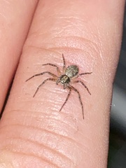 Philodromus