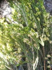 Passerina corymbosa