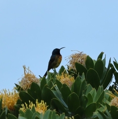 Anthobaphes violacea