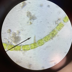 Chlorophyta