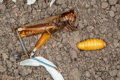 Melanoplus bowditchi canus