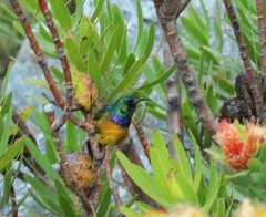 Anthobaphes violacea