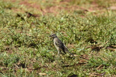 Mimus