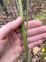 Andropogon gyrans