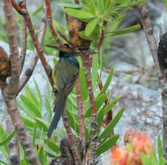 Anthobaphes violacea