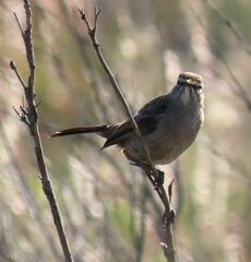 Cercotrichas coryphoeus