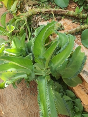 Bryophyllum