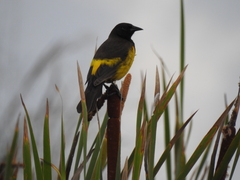 Pseudoleistes guirahuro