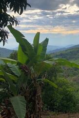 Musa