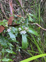 Philotheca myoporoides