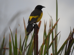 Pseudoleistes guirahuro