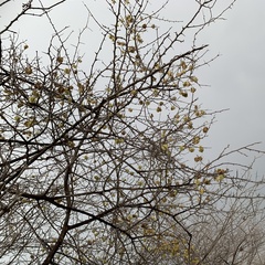 Combretum mossambicense