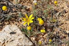 Gazania lichtensteinii