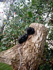 Daldinia concentrica