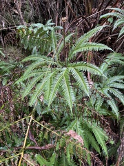 Gleicheniaceae