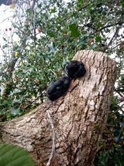 Daldinia concentrica