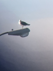 Larus fuscus