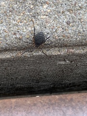 Eumesosoma