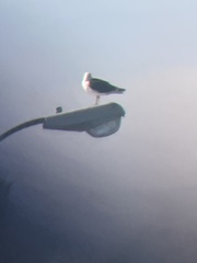 Larus fuscus