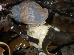 Buccinidae