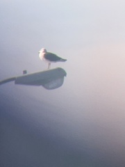 Larus fuscus
