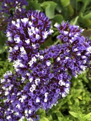 Limonium perezii