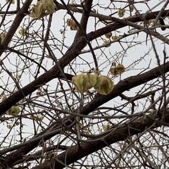 Combretum mossambicense