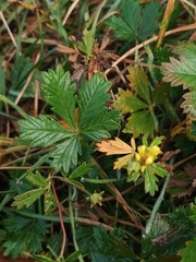 Potentilla erecta