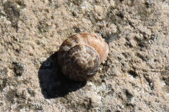 Cernuella cisalpina