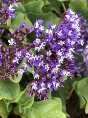 Limonium perezii