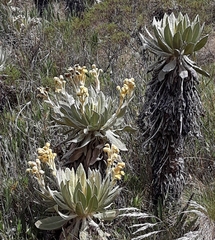 Espeletia hartwegiana