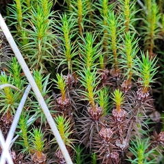 Polytrichum strictum