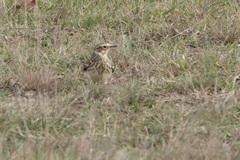 Lullula arborea